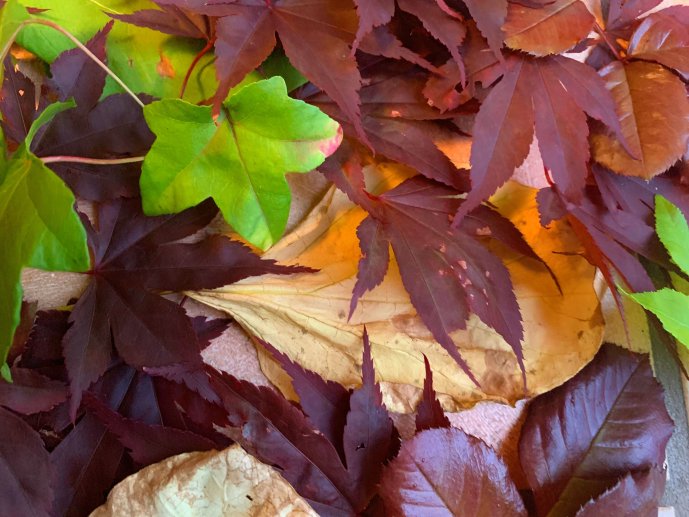 Herbstmodul